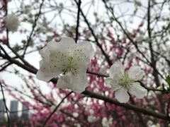 -重庆彩云湖湿地公园