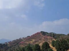 -新建村梅花
