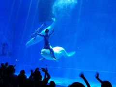 -芜湖新华联大白鲸海洋公园