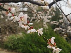 -香雪海