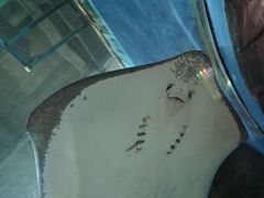 -合肥海洋世界