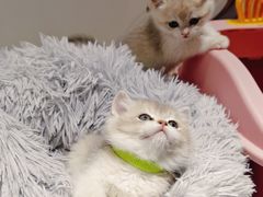 -糯米喵星人总部直营旗舰店·猫舍·幼猫出售