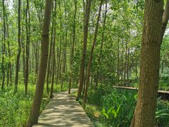 -合肥滨湖国家森林公园