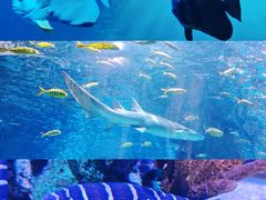 -太平洋海底世界