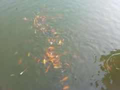 -龙兴·动物奶油生日蛋糕(龙北店)