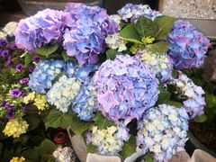 -双季花艺园艺市场(浦东店)