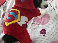 -翊宠yipet猫狗购宠庄园犬舍•猫舍