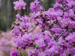 -黑龙江省森林植物园