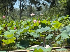 -溱湖国家湿地公园