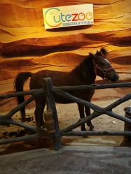 -酷嗒动物文化乐园(cutezoo西溪乐天城店)