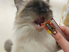 -藏猫猫咖啡主题馆(中央大道店)