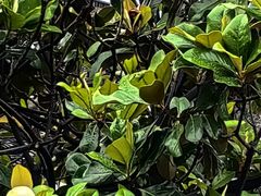 -苏州东山雕花楼宾馆