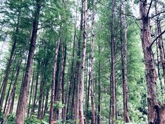 -深圳仙湖植物园