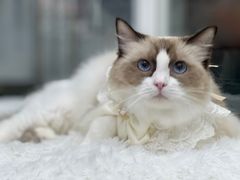-爱洗澡的猫(天河路店)