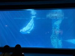 -海合安武汉极地海洋公园