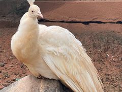 -昆明动物园