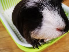 -藦茜花园宠物主题亲子互动体验馆(国顺东路店)