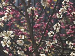 -镇江市南山风景名胜区竹林景区