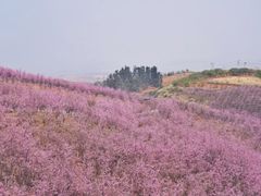 -宜良山后樱花谷