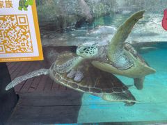 -海合安成都极地海洋公园