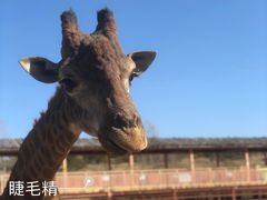 -鄂尔多斯野生动物园