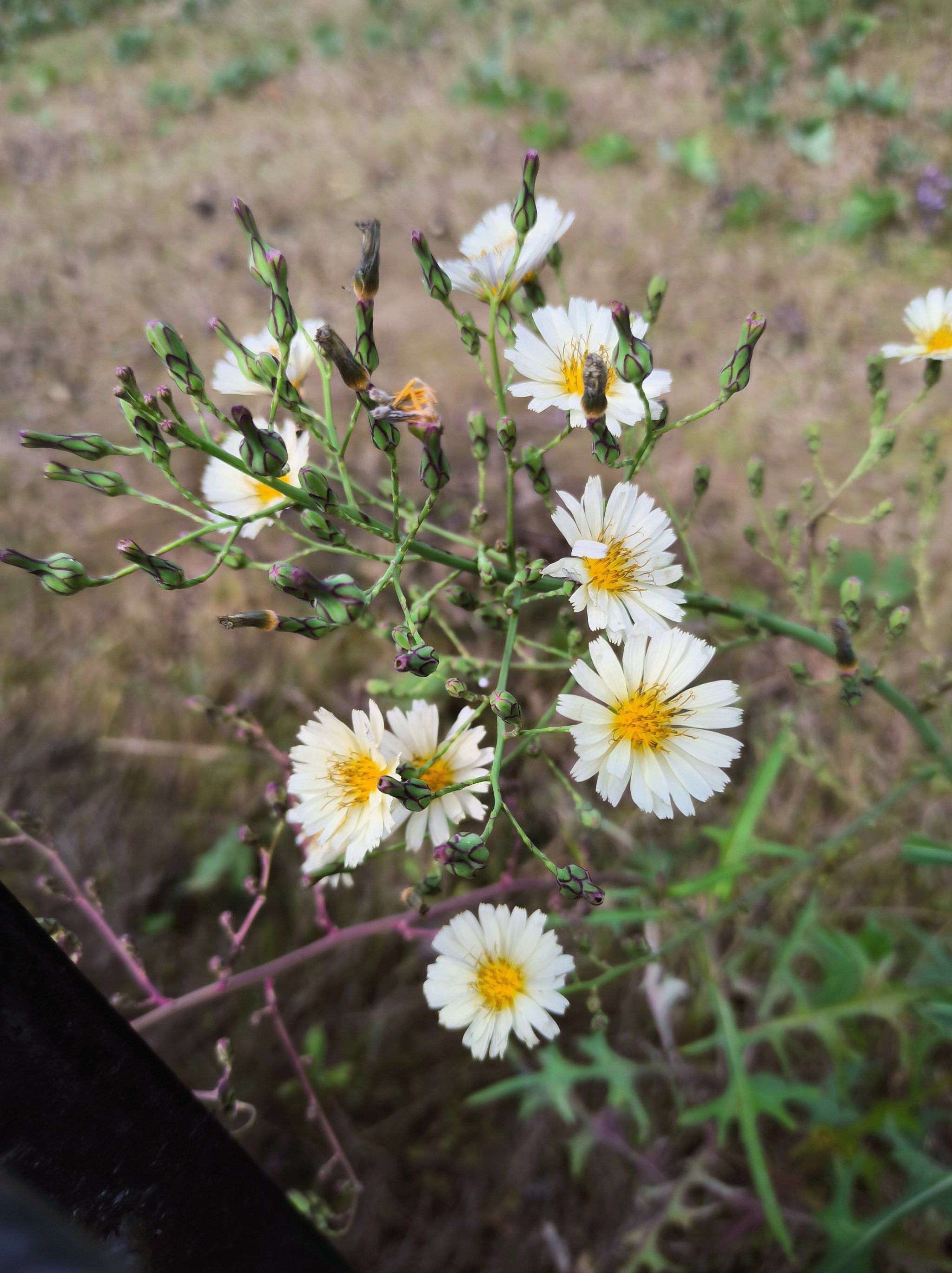 苣荬菜花图片图片