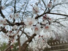 -北京鹫峰国家森林公园