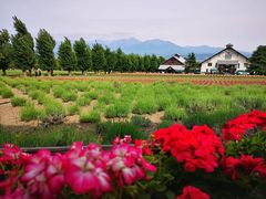 -富田农场