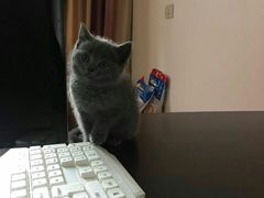 -东方名猫馆·英短金渐层布偶猫舍(环线广场1号楼店)