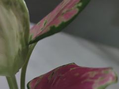 -浅深Cheersum(曹杨店)