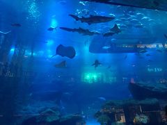 -迪拜水族馆及水下动物园