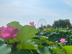-白洋淀景区