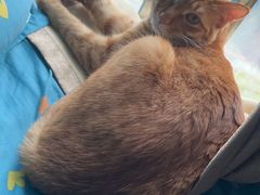 -瑞鹏宠物医院·骨科·猫科·内科(第一中心)