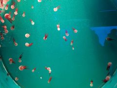 -多彩贵州城极地海洋世界