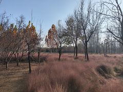 -东郊湿地公园