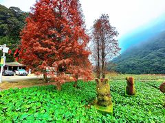 -广州市石门国家森林公园