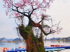 -普者黑风景区-青龙山
