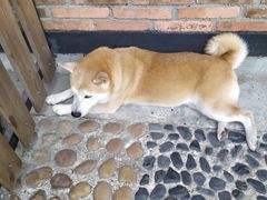 -柴犬高等学院·狗咖·柴犬售卖·宠物训练