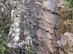 -霸王岭国家森林公园