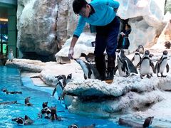 -帝企鹅自助餐厅•儿童岛•真企鹅(长隆企鹅酒店)