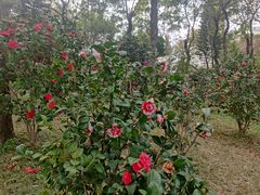 -深圳国际园林花卉博览园