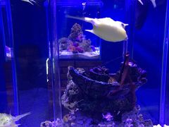 -太平洋海底世界