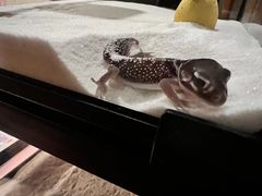 -酷以爬仙阁实体爬宠店·守宫·蜥蜴·专业繁育