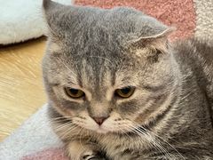 -猫咪派对(江南西店)