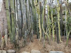 -南山植物园