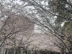 -高东镇樱花园
