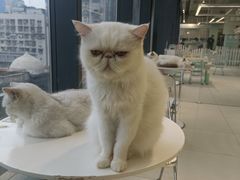 -怪兽屋·羊驼·猫咖·狗咖(俊华广场店)