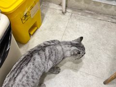-纳吉亚猫专科动物医院·北北分院