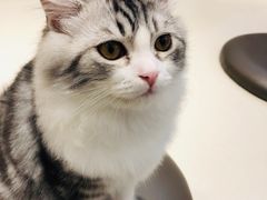 -飞行喵MR PILOT|猫舍·猫咖(静安大融城店)