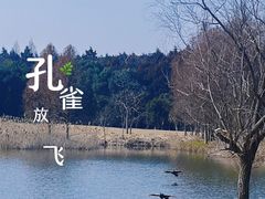 -东平国家森林公园